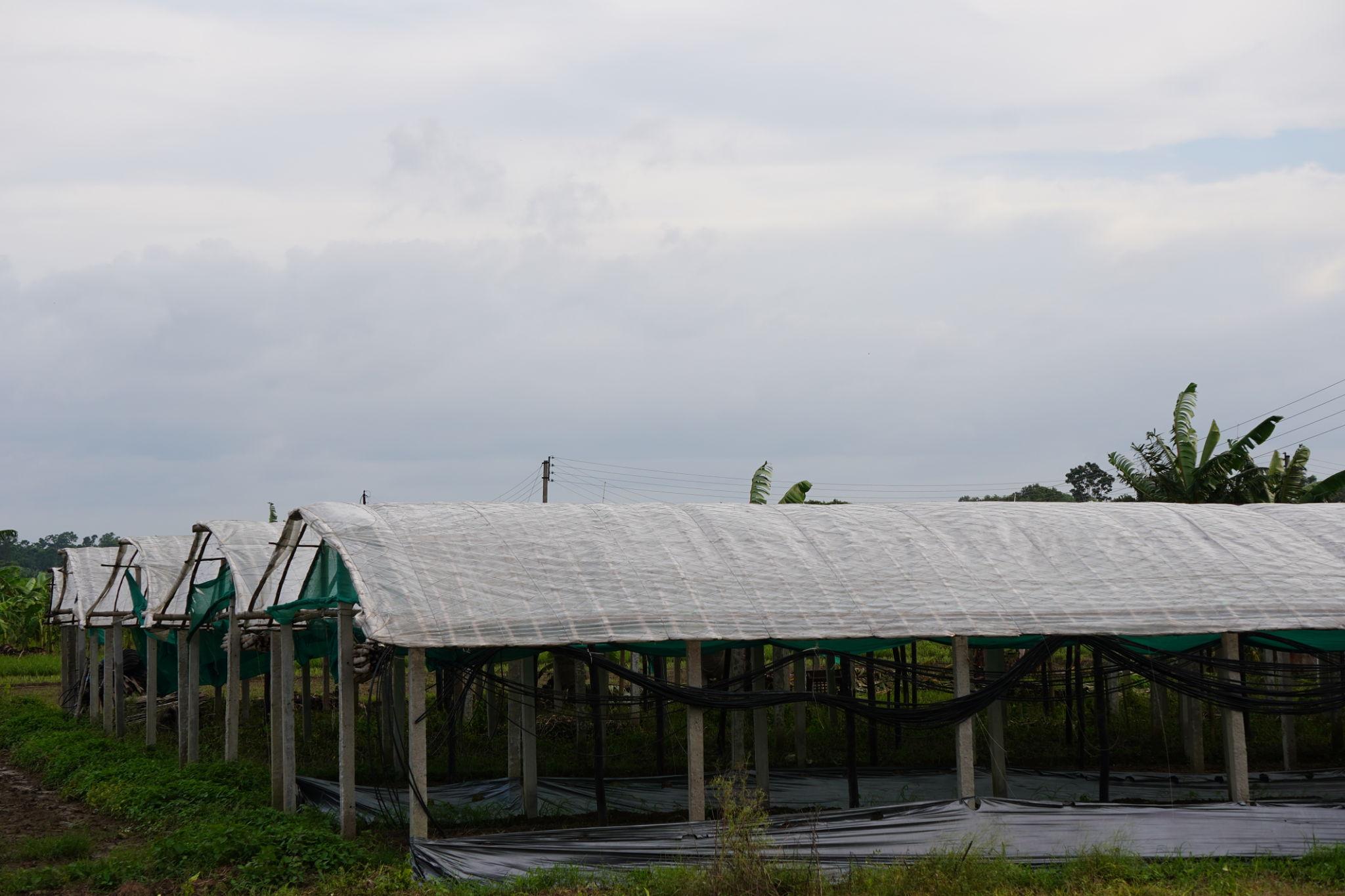 Net House 1